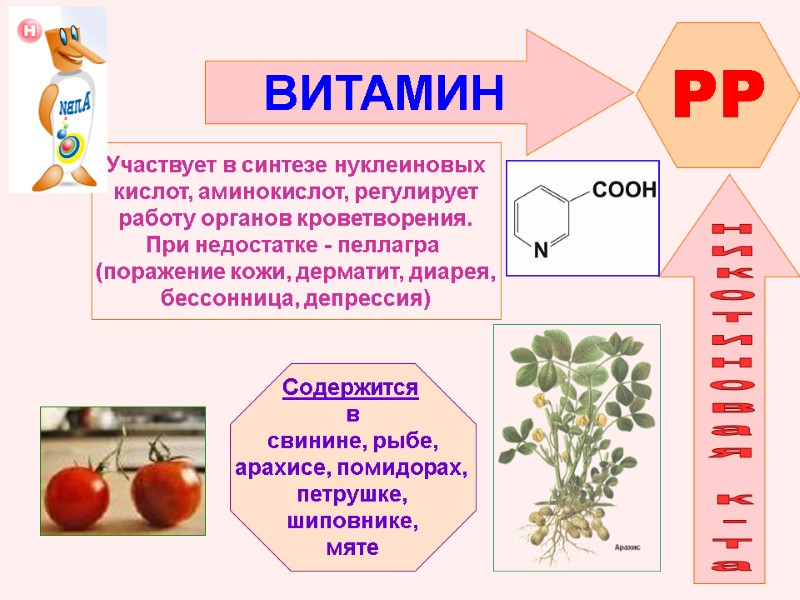 ВИТАМИН  PP никотиновая к-та   Участвует в синтезе нуклеиновых кислот, аминокислот, регулирует